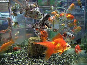 Sable d'aquarium à gros grain 3L -  Plantes, koïs Japon et  matériel de Bassins